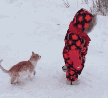 Snow Cat GIF