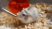 Thirsty Hamster GIF - Thirsty Hamster GIFs