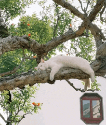 a white cat is sleeping on a tree branch next to a window