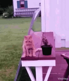 Viralhog Cat GIF - Viralhog Cat Sitting GIFs