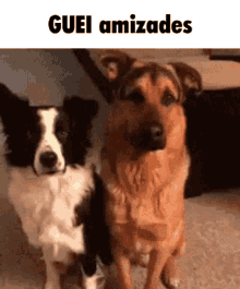 Guei Amizades GIF - Guei Amizades Cachorro GIFs