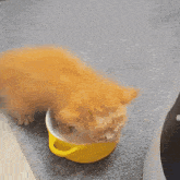 Hollyweencandy Cat GIF - Hollyweencandy Cat Cat Drink Milk GIFs