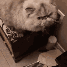 Cat What GIF - Cat What Charlie GIFs