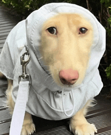 a dog wearing a white hoodie and leash looks at the camera