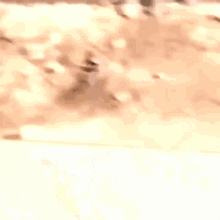 Racoon Caught Off Guard Racoon GIF