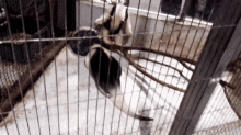 a black and white animal in a cage with a shadow on the ground
