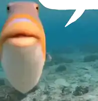 a fish with a speech bubble behind it