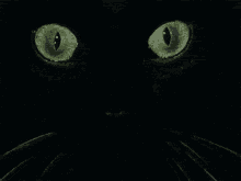 Black Cat GIF - Black Cat Stare GIFs