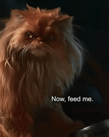 a cat with the words now feed me on the bottom right