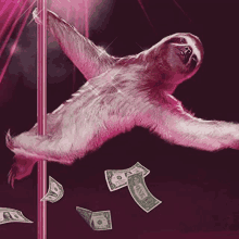 Sr_sloth On Pole GIF - Sr_sloth On Pole GIFs