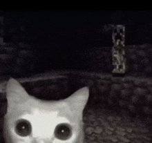 a black and white photo of a cat with big eyes in a dark room