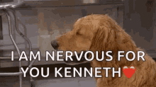 Nervous For You Kenneth Dogs GIF - Nervous For You Kenneth Dogs Funny Animals GIFs