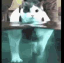 Cat Cat In Water GIF - Cat Cat In Water Chungus GIFs