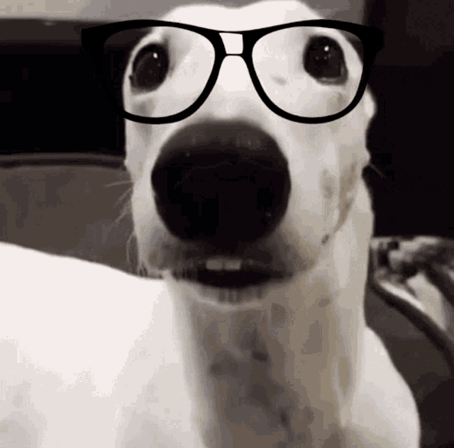 nerd-dog.png