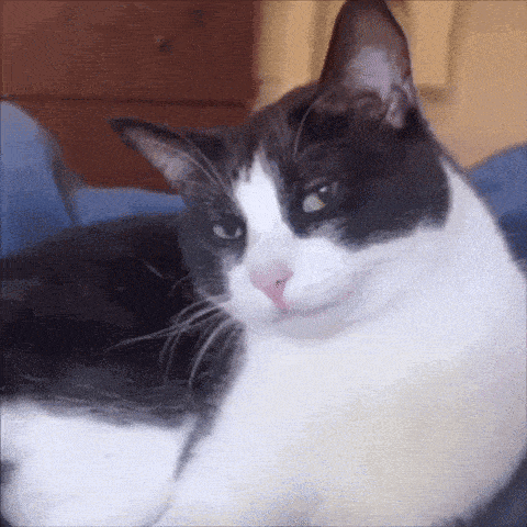 a black and white cat is laying on a blue blanket and looking at the camera