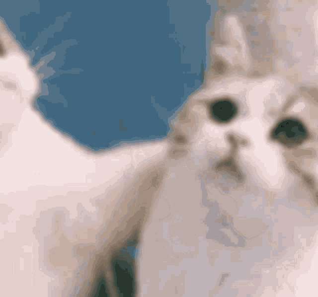 Cat Matching Pfp GIF Cat Matching Pfp Pfp Բացահայտեք GIF պատկերներ