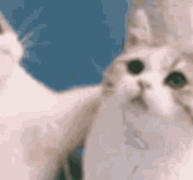 Cat Matching Pfp GIF