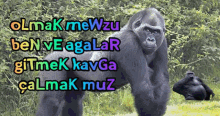 Goril Mewzu GIF - Goril Mewzu Muz GIFs