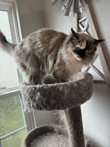 a cat is standing on top of a cat tree