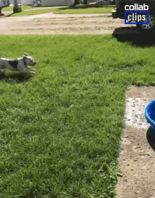 Leaping Jumping GIF - Leaping Jumping Dog Zoomies GIFs