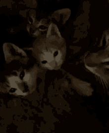 Gatitos Kittens GIF
