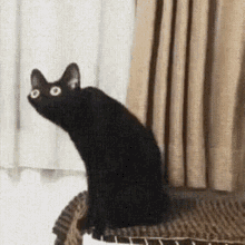 Jackal Cat GIF