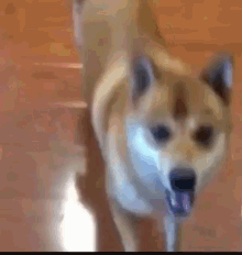 Excited Dance GIF - Excited Dance Dog GIFs