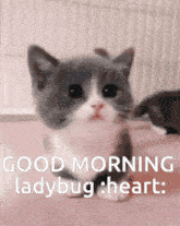 Good Morning Ladybug Randomtagsoicanfindthisgiflolz GIF