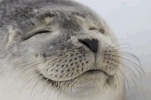 Seal Approved GIF - Seal Approved Approve GIFs
