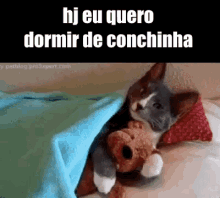 Conchinha / Dormir De Conchinha / Gato / Gatinho GIF - Spoon Spoon Me Cat GIFs