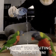 parrots funny water swim bird bath