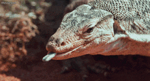 a close up of a lizard 's face with illusive soul written on the bottom left