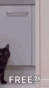 a cat is standing in a doorway with the words `` free ? '' written on the bottom .