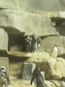 Penguin Screaming GIF - Penguin Screaming GIFs