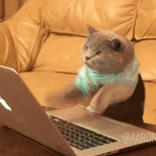 a cat is sitting in front of an apple laptop computer