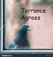 Terrance Pigeon GIF - Terrance Pigeon Funny GIFs