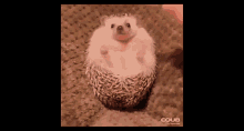 Cute Animals Hedgehog GIF