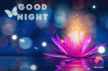 Good Night Lotus GIF - Good Night Lotus Butterflies GIFs
