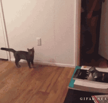 Cat Jumping GIF - Cat Jumping Fail GIFs