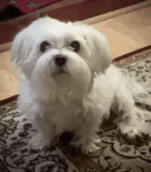 Dog Wink Maltese GIF - Dog Wink Maltese GIFs