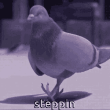 Animals With Captions Pigeon GIF