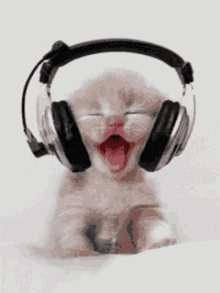 happy cat with headphone