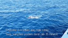 Baleia Whale GIF - Baleia Whale Jubarte GIFs