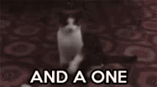 cat dance