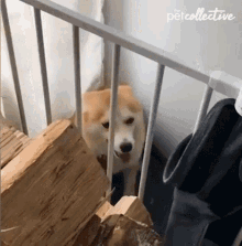 Spinning The Pet Collective GIF - Spinning The Pet Collective Turn Around GIFs