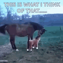 Horse Animals GIF - Horse Animals Kick GIFs
