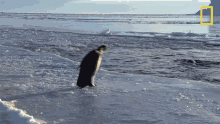 Diving National Geographic GIF - Diving National Geographic Penguins GIFs