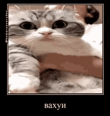 Meow Cat GIF - Meow Cat Nyash GIFs