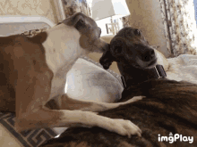 Dog Greyhound GIF - Dog Greyhound GIFs