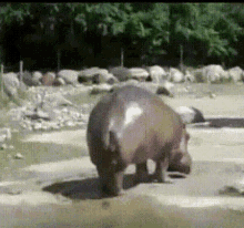 Hippopotamus Poop GIF - Hippopotamus Poop Mess GIFs